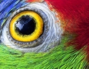 Olhos de Papagaio 1