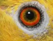 Olhos de Papagaio 2