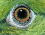 Olhos de Papagaio 4