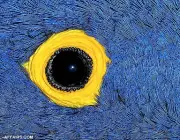 Olhos de Papagaio 5