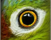 Olhos de Papagaio 6