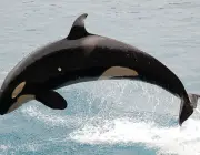 Orca 1
