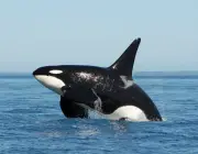 Orca 2