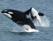 Orca 5