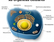 Organelas e Células 1