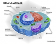 Organelas e Células 2