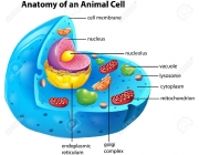 Organelas e Células 3