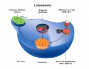 Organelas e Células 4