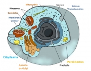 Organelas e Células 5