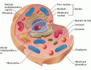 Organelas e Células 6