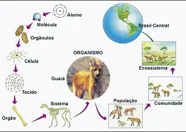 Organização da Ecologia 3