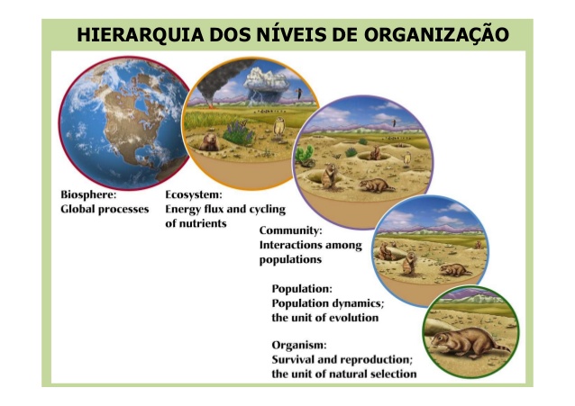Tudo Sobre Ecologia | Mundo Ecologia