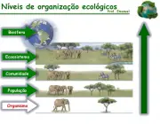 Organização da Ecologia 1