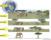 Organização da Ecologia 2