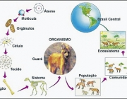 Organização da Ecologia 3