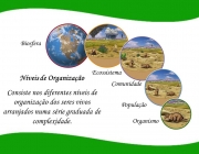 Consiste nos diferentes níveis de organização dos seres vivos arranjados numa série graduada de complexidade. Comunidade. População. Organismo.