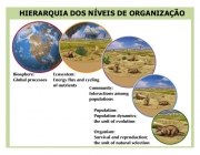 Organização da Ecologia 6