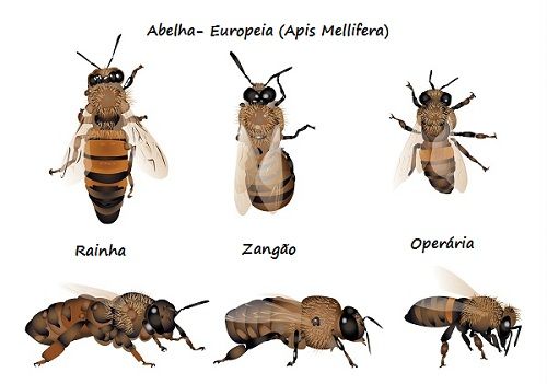 Tudo Sobre Abelhas | Mundo Ecologia