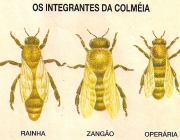 Organização das Abelhas 1