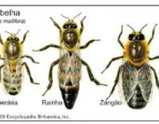 Organização das Abelhas 3
