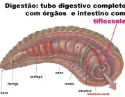 Órgãos da Minhoca 2