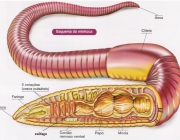 Órgãos da Minhoca 5