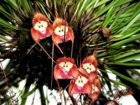 Orquídeas da Amazônia 1