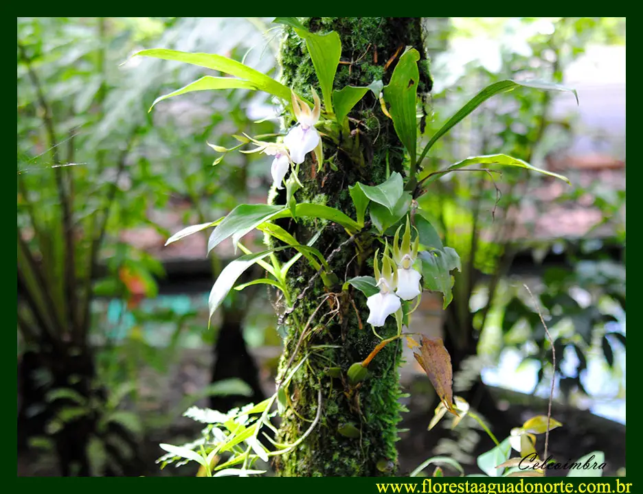 Orquídeas da Amazônia 6