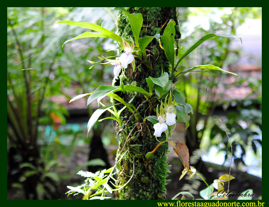 Plantas da Amazônia Em Extinção | Mundo Ecologia