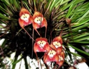 Orquídeas da Amazônia 1
