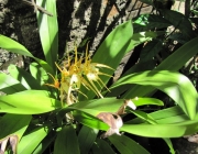 Orquídeas da Amazônia 3