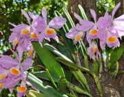 Orquídeas da Amazônia 4