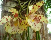 Orquídeas da Amazônia 5
