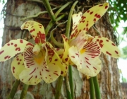 Orquídeas da Amazônia 5