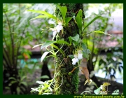 Orquídeas da Amazônia 6