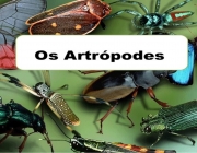 Os Artrópodes 2