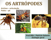 Os Artrópodes 3