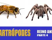 Os Artrópodes 5