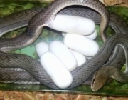 Ovos da Cobra da Morte 1