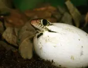 Ovos da Cobra Jararacuçu 5
