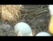 Ovos de Águia Careca 2