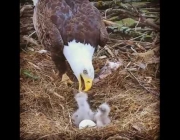 Ovos de Águia Careca 5