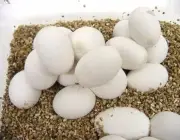 Ovos de Cobra Marrom de Barriga Branca 1