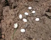 Ovos de Cobra Marrom de Barriga Branca 4