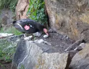 Ovos de Condor dos Andes 5