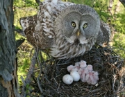 owl with nestling in jack