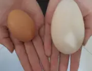 Ovos de Ganso 1