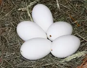 Ovos de Gansos Sinaleiros 1