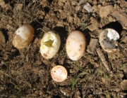 Ovos de Jabuti 5
