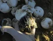 Ovos de Jabuti Tinga Gigante 5